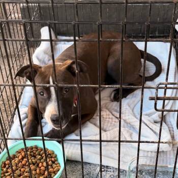 Polly -  Pit Bull Terrier Dog for Adoption in Coos Bay, Oregon - Polly | PetCurious