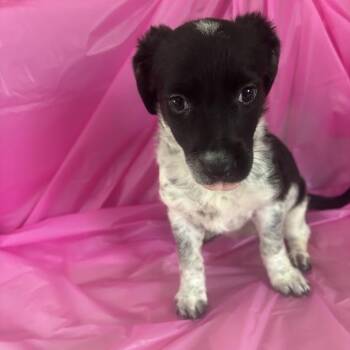 Loofah -  Australian Shepherd and Mixed Breed Dog for Adoption in North Charleston, South Carolina - Loofah | PetCurious