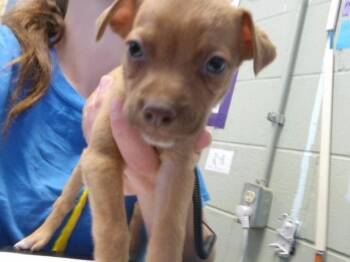 GOLDEN GRAHMS -  Pit Bull Terrier and Mixed Breed Dog for Adoption in Tulsa, Oklahoma - GOLDEN GRAHMS | PetCurious