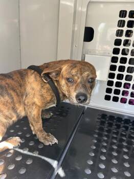 Mixed Breed Dogs Available for Adoption in Palmetto, Florida - A135941 | PetCurious