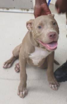 Kingston(873) -  Pit Bull Terrier Dog for Adoption in Marietta, Georgia - Kingston(873) | PetCurious