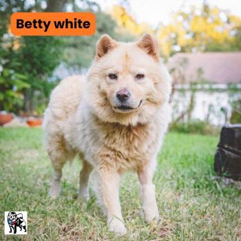 Betty White fka Lucinda -  Chow Chow Dog for Adoption in Houston, Texas - Betty White Fka Lucinda | PetCurious