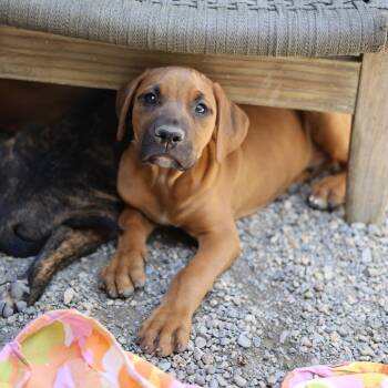 Terrier Dogs Available for Adoption in Hopkinton, Massachusetts - Arny | PetCurious