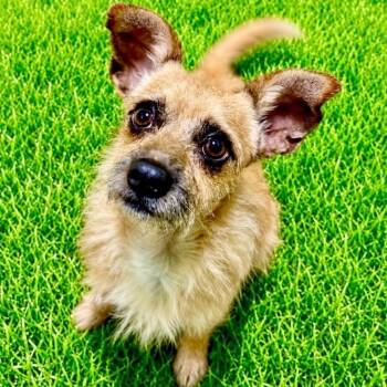 Derrick -  Terrier Dog for Adoption in Battle Creek, Michigan - Derrick | PetCurious