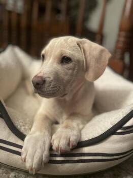 Labrador Retriever Dogs Available for Adoption - Dahlin | PetCurious