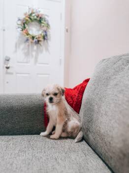 Moe -  Brussels Griffon Dog for Adoption in Goodyear, Arizona - Moe | PetCurious