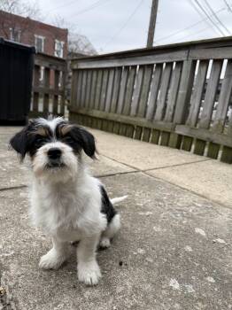 Mixed Breed Dogs Available for Adoption - Bart | PetCurious