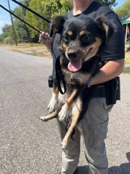 A479562 -  Dachshund and Chihuahua Dog for Adoption in Oklahoma City, Oklahoma - A479562 | PetCurious