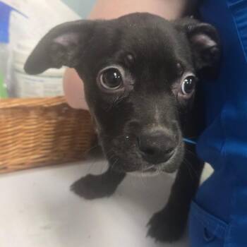 Stanley -  Mixed Breed Dog for Adoption in Milton, Florida - Stanley | PetCurious