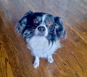 Sasha Sam -  Japanese Chin and Papillon Dog for Adoption in Milton, Georgia - Sasha Sam | PetCurious