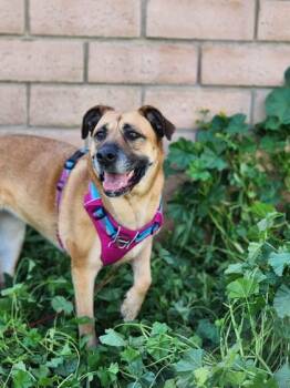 Reba -  Mastiff and Mixed Breed Dog for Adoption in Visalia, California - Reba | PetCurious