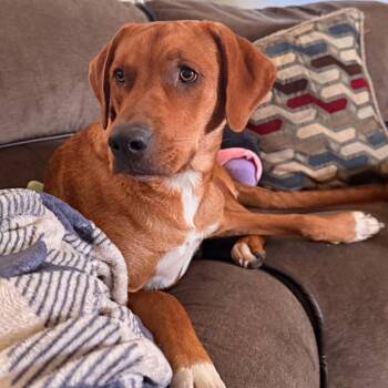 Prinston -  Labrador Retriever and Mixed Breed Dog for Adoption in Corpus Christi, Texas - Prinston | PetCurious