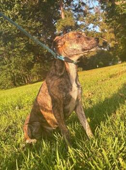Opal -  Rat Terrier Dog for Adoption in Syracuse, New York - Opal | PetCurious