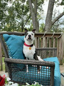 Rescue American Staffordshire Terrier Dogs for Adoption in Jefferson City, Missouri - Mary | PetCurious