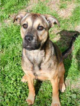 German Shepherd Dog Dogs Available for Adoption in Westminster, Maryland - ZOYA | PetCurious