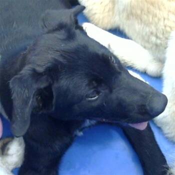 Mixed Breed Dogs Available for Adoption in Dallas, Texas - LIME | PetCurious