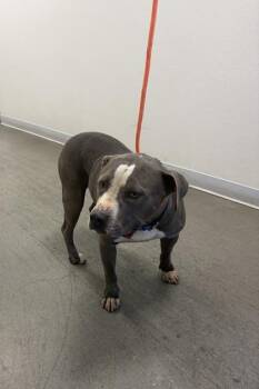 Hudson -  Pit Bull Terrier and Mixed Breed Dog for Adoption in Fresno, California - Hudson | PetCurious