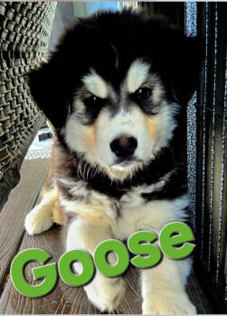 Rescue Alaskan Malamute Dogs for Adoption in Seattle, Washington - GOOSE | PetCurious