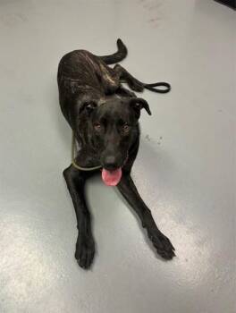 Raisin -  Plott Hound and Labrador Retriever Dog for Adoption in Phoenix, Oregon - Raisin | PetCurious
