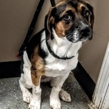 Beagle Dogs Available for Adoption - Ginger | PetCurious