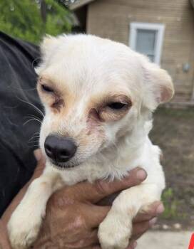 LITTLES -  Chihuahua and Poodle Dog for Adoption in San Antonio, Texas - LITTLES | PetCurious