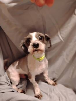 Shih Tzu Dogs Available for Adoption in Walker, Louisiana - Anakin | PetCurious