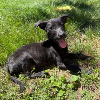 Teton -  German Shepherd Dog and Mixed Breed Dog for Adoption in Rockville, Maryland - Teton | PetCurious