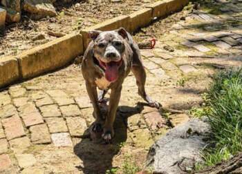 Rocko -  Pit Bull Terrier and Mixed Breed Dog for Adoption in Atlanta, Georgia - Rocko | PetCurious