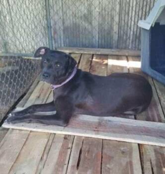 Rescue American Staffordshire Terrier and Black Labrador Retriever Dogs for Adoption in Munfordville, Kentucky - Tootsie | PetCurious