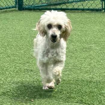 Noodle Boy 3347 -  Miniature Poodle Dog for Adoption in Loxahatchee Groves, Florida - Noodle Boy 3347 | PetCurious