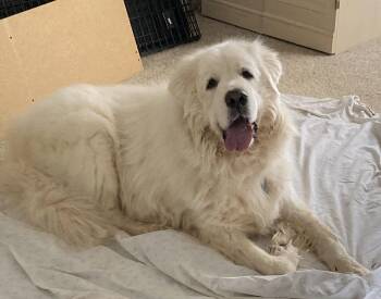 Great Pyrenees Dogs Available for Adoption in Kiowa, Oklahoma - Arno   | PetCurious