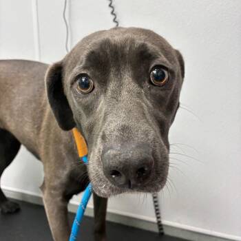Pepper Sue -  Labrador Retriever Dog Available for Adoption in Abilene, Texas - Pepper Sue | PetCurious