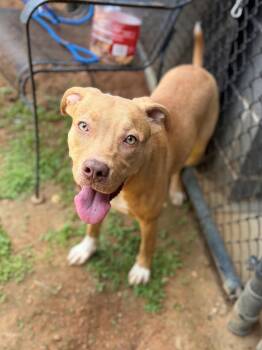 Harley -  Mixed Breed Dog for Adoption - Harley | PetCurious