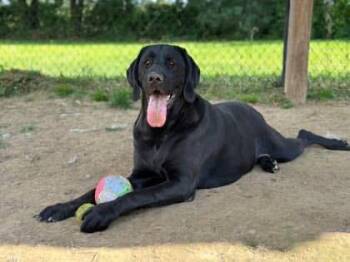 Rescue Black Labrador Retriever Dogs for Adoption in Hughesville, Maryland - Gaia | PetCurious