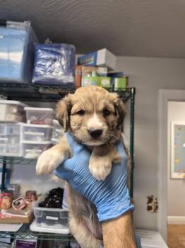 iRobot -  Australian Shepherd and Great Pyrenees Dog for Adoption in Bolivar, Missouri - IRobot | PetCurious