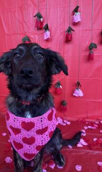 Mable -  Australian Shepherd and Mixed Breed Dog for Adoption in Chattanooga, Tennessee - Mable | PetCurious