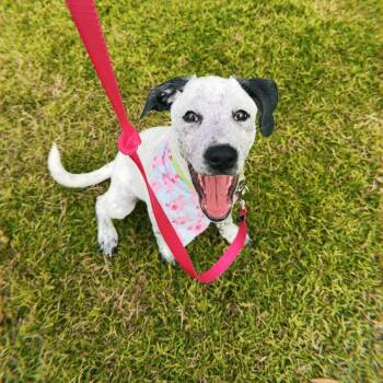 Ivy -  Hound Dog for Adoption in Charlotte, North Carolina - Ivy | PetCurious