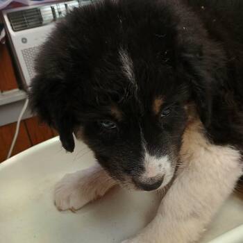 Seth -  Australian Shepherd and Australian Cattle Dog Blue Heeler Dog for Adoption in Amarillo, Texas - Seth | PetCurious
