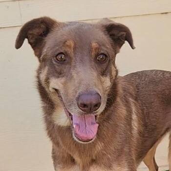 Rescue German Shepherd Dog and Husky Dogs for Adoption in Austin, Texas - Penelope JR | PetCurious