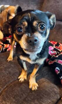 Pee Wee -  Chihuahua Dog for Adoption in Harrison City, Pennsylvania - Pee Wee | PetCurious