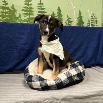 Australian Shepherd Dogs Available for Adoption in Logan, Utah - Salisbury | PetCurious