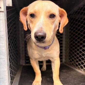 Yellow Labrador Retriever Dogs Available for Adoption in Edinburg, Texas - Sky (Amber) | PetCurious