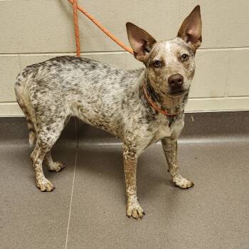 Rescue Cattle Dog Dogs for Adoption in Bend, Oregon - Hinny | PetCurious