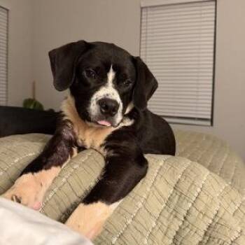 Beagle Dogs Available for Adoption in Bethel, Connecticut - Bowser | PetCurious