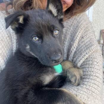 Mixed Breed Dogs Available for Adoption - Bernard | PetCurious