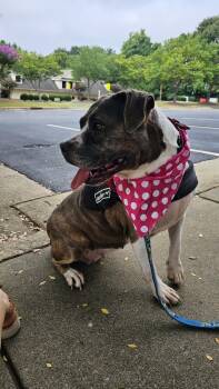 Journey -  American Staffordshire Terrier Dog for Adoption in Youngsville, North Carolina - Journey | PetCurious