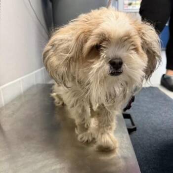 Shih Tzu and Lhasa Apso Dogs Available for Adoption - Kali D11153 | PetCurious