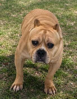 Bolo -  Pit Bull Terrier Dog for Adoption in Wooster, Ohio - Bolo | PetCurious
