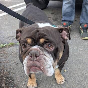 French Bulldog Dogs Available for Adoption - TOOTSIE | PetCurious