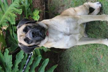 Deerly -  Mastiff and Mixed Breed Dog for Adoption in Brunswick, Georgia - Deerly | PetCurious